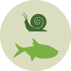 Fish, Invertebrates