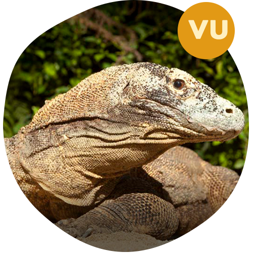 Komodo Dragon