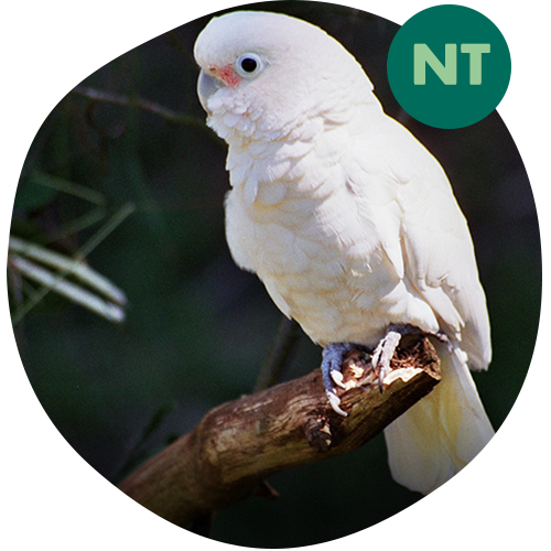Tanimbar Corella